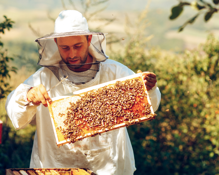 Lire la suite à propos de l’article L&rsquo;équipement de l&rsquo;apiculteur