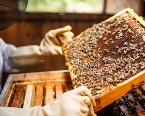 Fleurs à semer pour les abeilles