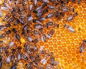 Fleurs à semer pour les abeilles (4)
