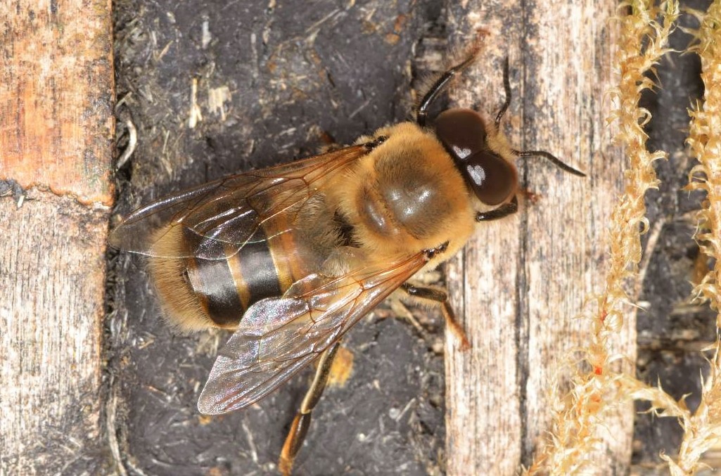 Faux-bourdon ou mâle abeille